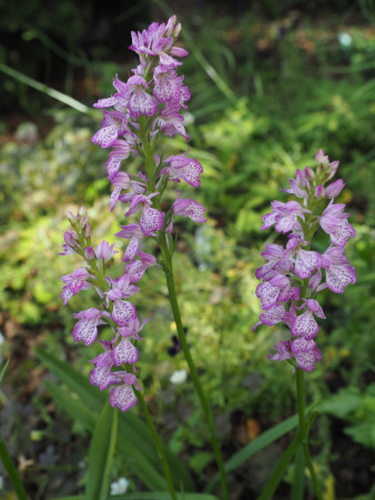 Dactylorhiza iberica